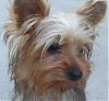 Who's Your Yorkie's YorkieTalk Twin?-october-21st-012.jpg