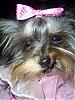 Who's Your Yorkie's YorkieTalk Twin?-natyuck.jpg