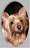 Who's Your Yorkie's YorkieTalk Twin?-connor_with_frame-222x360.jpg