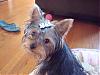 Who's Your Yorkie's YorkieTalk Twin?-dsc02185.jpg