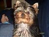 Who's Your Yorkie's YorkieTalk Twin?-j1.jpg