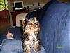 Who's Your Yorkie's YorkieTalk Twin?-j8.jpg