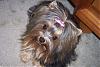 Who's Your Yorkie's YorkieTalk Twin?-sugar_close_sm.jpg