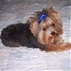 Who's Your Yorkie's YorkieTalk Twin?-avatar_crop2.jpg