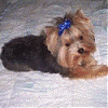 Who's Your Yorkie's YorkieTalk Twin?-avatar2.gif