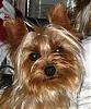 Who's Your Yorkie's YorkieTalk Twin?-img_5721.jpg