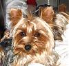 Who's Your Yorkie's YorkieTalk Twin?-img_5718.jpg