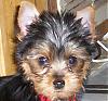Who's Your Yorkie's YorkieTalk Twin?-100_1379.jpg
