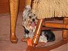 Who's Your Yorkie's YorkieTalk Twin?-img_3042.jpg