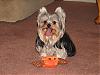 Who's Your Yorkie's YorkieTalk Twin?-hallee-halloween-toy.jpg