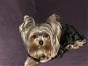 Who's Your Yorkie's YorkieTalk Twin?-attachment.jpg