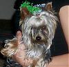 Who's Your Yorkie's YorkieTalk Twin?-100_2238.jpg