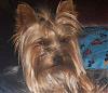 Who's Your Yorkie's YorkieTalk Twin?-100_3325.jpg