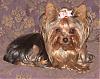 Who's Your Yorkie's YorkieTalk Twin?-lillie.jpg