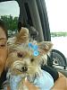 Who's Your Yorkie's YorkieTalk Twin?-picture-336.jpg