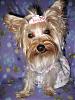 Who's Your Yorkie's YorkieTalk Twin?-img_4439.jpg