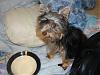 Who's Your Yorkie's YorkieTalk Twin?-dsc01034.jpg