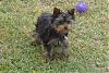 Yorkie Color Question-tucker-00046.jpg