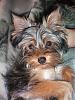 Yorkie Color Question-0000024xi7.jpg