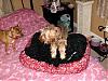 Cocoa got his bed in the mail today.....-hpim1650.jpg