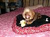 Cocoa got his bed in the mail today.....-hpim1617.jpg