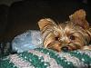 Describe Your Yorkie/s-img_2097.jpg