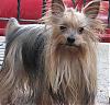Describe Your Yorkie/s-img_3062a.jpg