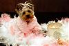 Describe Your Yorkie/s-lightened-pic-1-medium-.jpg