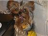 Describe Your Yorkie/s-p1010025b.jpg