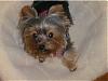 Describe Your Yorkie/s-p1010027b.jpg