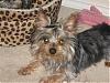 Describe Your Yorkie/s-img_1220.jpg