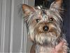 Describe Your Yorkie/s-img_1180.jpg