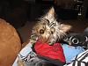 Describe Your Yorkie/s-img_1111.jpg