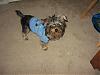 Describe Your Yorkie/s-img_1082.jpg