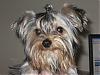 Describe Your Yorkie/s-img_1178.jpg