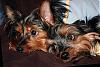 How did you pick your Yorkie?-maddie-marty-020.jpg