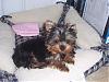 How did you pick your Yorkie?-me-when-i-tiny-puppy.jpg