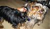 My Yorkies like to kiss each other!  :)-2007_11_13_dex_bree_27.jpg