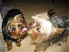 My Yorkies like to kiss each other!  :)-2007_11_13_dex_bree_38.jpg