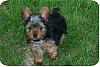 How did you pick your Yorkie?-9-2-07d.jpg