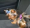 Bailey in his first top knot!!!!!! Come take a look!-s8003567.jpg