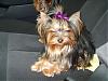 Bailey in his first top knot!!!!!! Come take a look!-s8003575.jpg