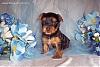 How did you pick your Yorkie?-puppy-2.jpg