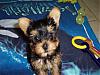 How did you pick your Yorkie?-puppy-4.jpg