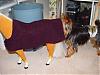 This is sooo funny....-dog-sweater-what-2.jpg