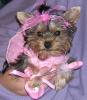 Beatle bailey all dressed up-bbtoocute72.jpg