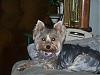 How my Yorkie plays, funny-letmerest.jpg