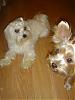 If you didn't have a Yorkie, what breed of dog would you get?-dsc00178.jpg