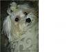 If you didn't have a Yorkie, what breed of dog would you get?-r8.jpg