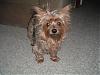 Who has the oldest yorkie.-bday-2.jpg